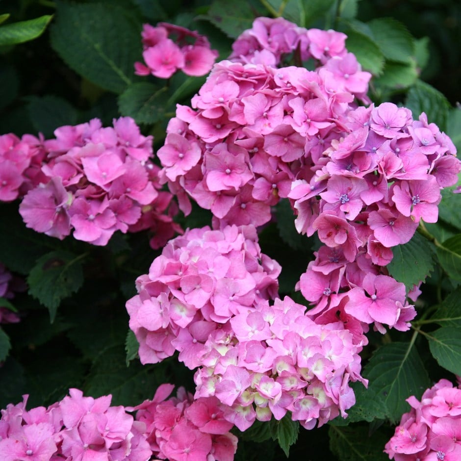 Vitax Hydrangea Colourant 250g - Changes Pink Hydrangeas To Blue