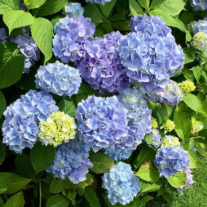 Vitax Hydrangea Colourant 250g - Changes Pink Hydrangeas To Blue