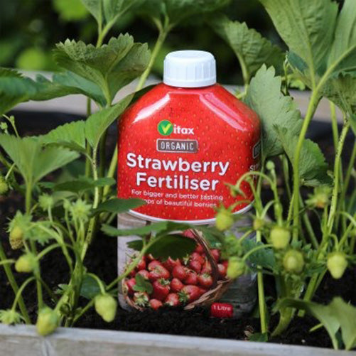 Vitax Organic Strawberry Fertiliser 1 Litre